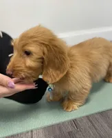 Django, a male Miniature Dachshund for sale in New York City, NY – Photo 4 of 6