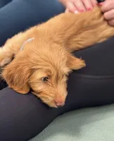 Django, a male Miniature Dachshund for sale in New York City, NY – Photo 5 of 6