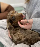 Pita, a female Miniature Dachshund for sale in New York City, NY – Photo 1 of 4