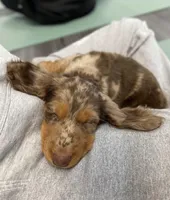 Pita, a female Miniature Dachshund for sale in New York City, NY – Photo 4 of 4