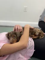 Pita, a female Miniature Dachshund for sale in New York City, NY – Photo 2 of 4