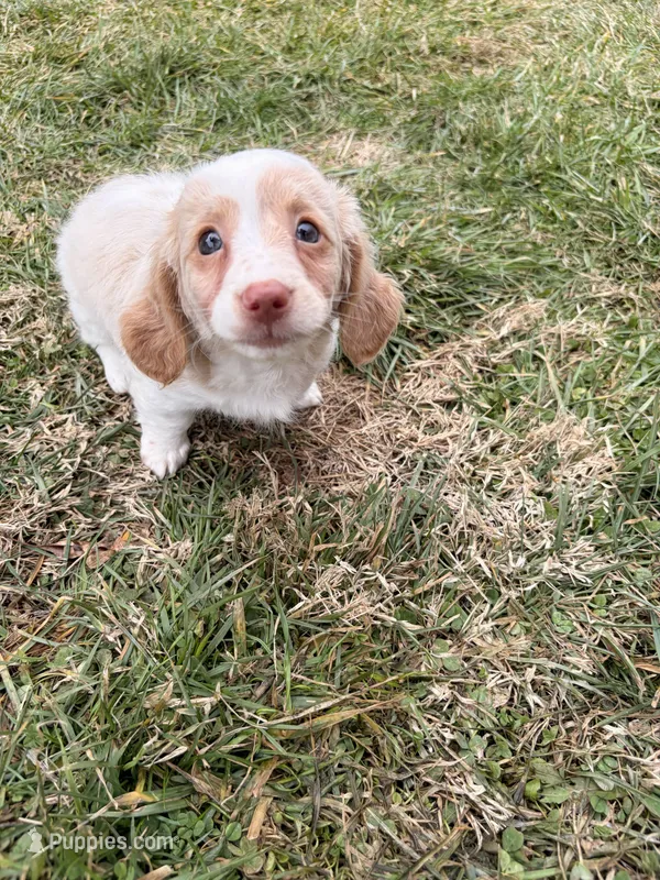 Evee – Miniature Dachshund puppy for sale in New York City, NY