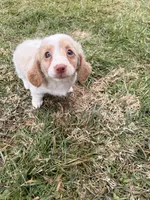 Evee, a female Miniature Dachshund for sale in New York City, NY – Photo 1 of 6