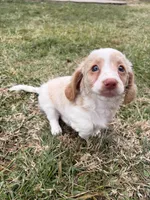 Evee, a female Miniature Dachshund for sale in New York City, NY – Photo 4 of 6