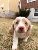 Evee, a female Miniature Dachshund for sale in New York City, NY – Photo 2 of 6