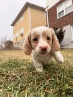 Evee, a female Miniature Dachshund for sale in New York City, NY – Photo 3 of 6
