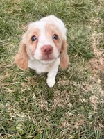 Evee, a female Miniature Dachshund for sale in New York City, NY – Photo 6 of 6
