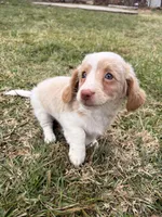 Evee, a female Miniature Dachshund for sale in New York City, NY – Photo 5 of 6