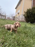 Pepper, a female Miniature Dachshund for sale in New York City, NY – Photo 5 of 6