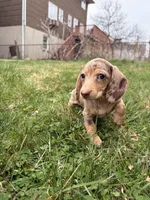 Pepper, a female Miniature Dachshund for sale in New York City, NY – Photo 4 of 6