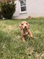Pepper, a female Miniature Dachshund for sale in New York City, NY – Photo 3 of 6