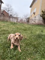 Pepper, a female Miniature Dachshund for sale in New York City, NY – Photo 6 of 6
