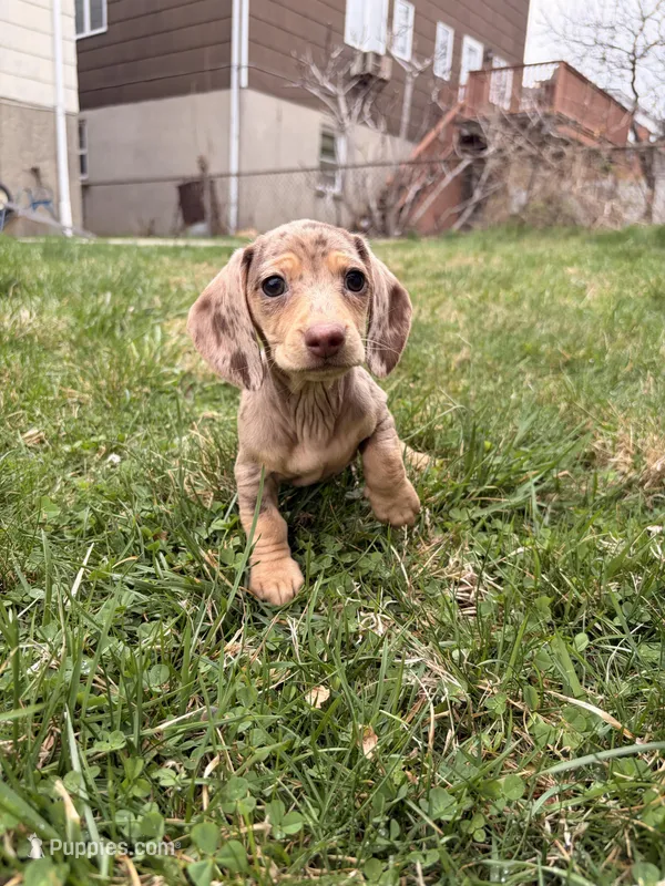Pepper – Miniature Dachshund puppy for sale in New York City, NY