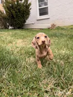 Pepper, a female Miniature Dachshund for sale in New York City, NY – Photo 2 of 6