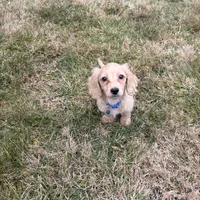 Theo, a male Miniature Dachshund for sale in New York City, NY – Photo 7 of 7