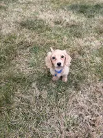Theo, a male Miniature Dachshund for sale in New York City, NY – Photo 7 of 7
