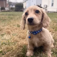 Theo, a male Miniature Dachshund for sale in New York City, NY – Photo 1 of 7