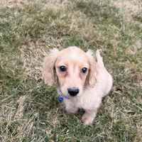 Theo, a male Miniature Dachshund for sale in New York City, NY – Photo 4 of 7