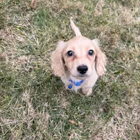 Theo, a male Miniature Dachshund for sale in New York City, NY – Photo 5 of 7