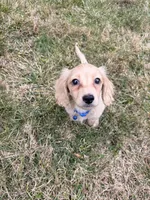 Theo, a male Miniature Dachshund for sale in New York City, NY – Photo 5 of 7