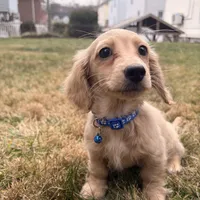 Theo, a male Miniature Dachshund for sale in New York City, NY – Photo 2 of 7