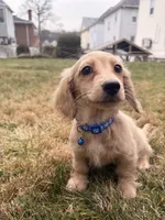 Theo, a male Miniature Dachshund for sale in New York City, NY – Photo 2 of 7