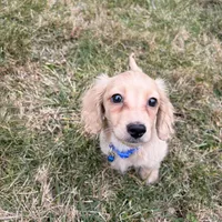 Theo, a male Miniature Dachshund for sale in New York City, NY – Photo 3 of 7