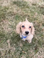 Theo, a male Miniature Dachshund for sale in New York City, NY – Photo 3 of 7