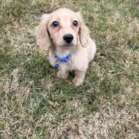 Theo, a male Miniature Dachshund for sale in New York City, NY – Photo 6 of 7