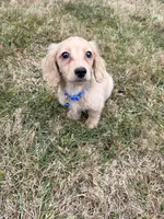Theo, a male Miniature Dachshund for sale in New York City, NY – Photo 6 of 7