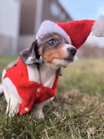 Nutmeg, a male Miniature Dachshund for sale in New York City, NY – Photo 7 of 7