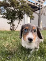 Nutmeg, a male Miniature Dachshund for sale in New York City, NY – Photo 3 of 7