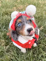 Nutmeg, a male Miniature Dachshund for sale in New York City, NY – Photo 1 of 7