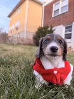 Nutmeg, a male Miniature Dachshund for sale in New York City, NY – Photo 2 of 7