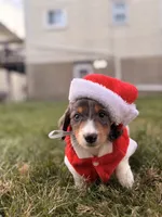 Nutmeg, a male Miniature Dachshund for sale in New York City, NY – Photo 4 of 7