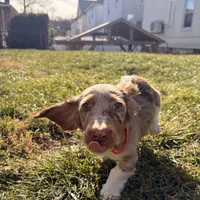 Scooby Doo (HT PARENTS), a male Miniature Dachshund for sale in New York City, NY – Photo 3 of 10