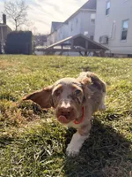 Scooby Doo (HT PARENTS), a male Miniature Dachshund for sale in New York City, NY – Photo 3 of 10