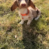 Scooby Doo (HT PARENTS), a male Miniature Dachshund for sale in New York City, NY – Photo 5 of 10