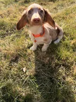 Scooby Doo (HT PARENTS), a male Miniature Dachshund for sale in New York City, NY – Photo 5 of 10