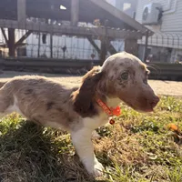 Scooby Doo (HT PARENTS), a male Miniature Dachshund for sale in New York City, NY – Photo 7 of 10
