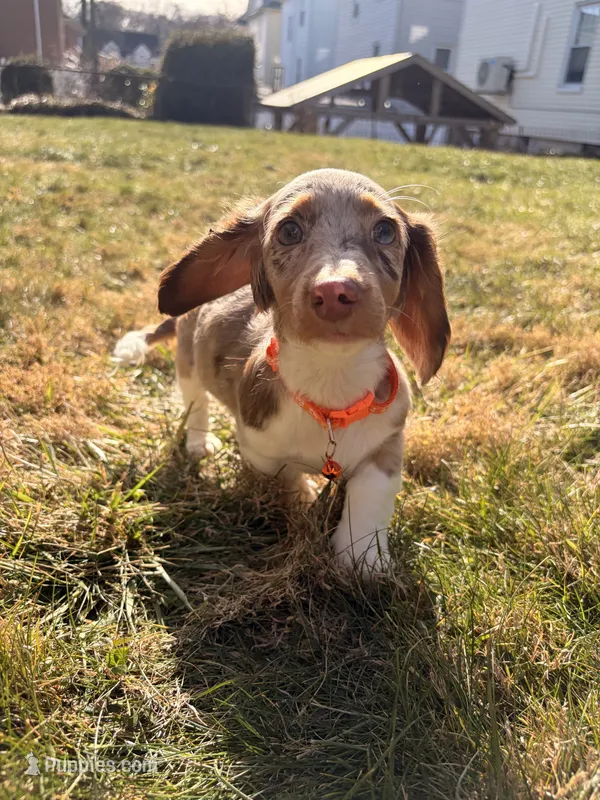 Scooby Doo (HT PARENTS)