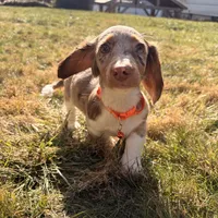 Scooby Doo (HT PARENTS), a male Miniature Dachshund for sale in New York City, NY – Photo 1 of 10