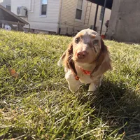 Scooby Doo (HT PARENTS), a male Miniature Dachshund for sale in New York City, NY – Photo 6 of 10