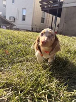 Scooby Doo (HT PARENTS), a male Miniature Dachshund for sale in New York City, NY – Photo 6 of 10