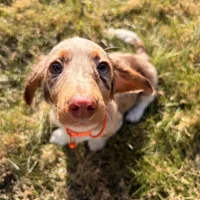 Scooby Doo (HT PARENTS), a male Miniature Dachshund for sale in New York City, NY – Photo 4 of 10
