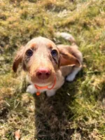 Scooby Doo (HT PARENTS), a male Miniature Dachshund for sale in New York City, NY – Photo 4 of 10