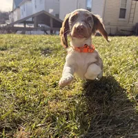 Scooby Doo (HT PARENTS), a male Miniature Dachshund for sale in New York City, NY – Photo 9 of 10