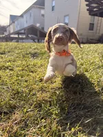 Scooby Doo (HT PARENTS), a male Miniature Dachshund for sale in New York City, NY – Photo 9 of 10