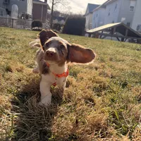 Scooby Doo (HT PARENTS), a male Miniature Dachshund for sale in New York City, NY – Photo 8 of 10