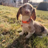 Scooby Doo (HT PARENTS), a male Miniature Dachshund for sale in New York City, NY – Photo 2 of 10